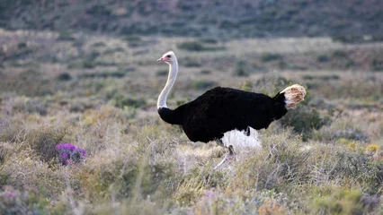  Male ostrich in the move in Karoo National Park. © Jurgens