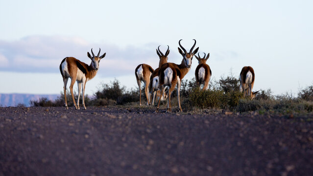 Springbok herd in Karoo National Park.
