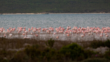 Fototapeta premium Lesser and greater flamingos in the distance.