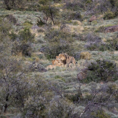 Lion pride in the distance in Karoo National Park.