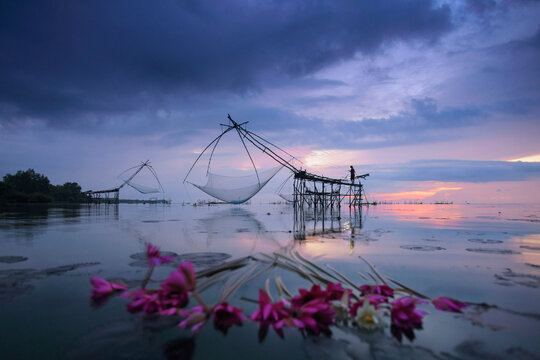 Fish catching and giant yo at Klong Pak Pra, Phatthalung Thailand.sunrise at pakpra phatthalung with thai traditional fishing trap