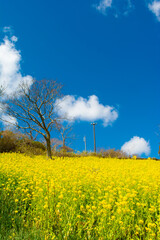 千葉県　マザー牧場の菜の花畑と青空