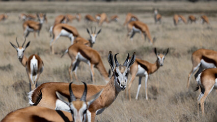 Springbok herd making eye contanct in Mountain Zebra national Park.