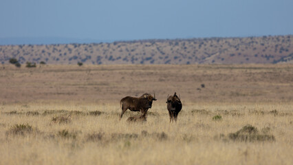 Fototapeta na wymiar Black wildebeest herd in Mountain Zebra National Park.