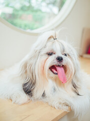 Close-up of cute furry white Shih Tzu with its tongue hanging out