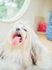 Close-up of cute furry white Shih Tzu with its tongue hanging out