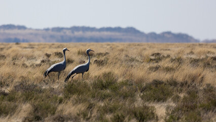 Blue cranes in open grasslands.