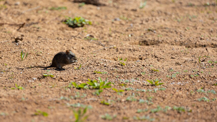 A striped mouse in Mountain Zebra National Park feeding.