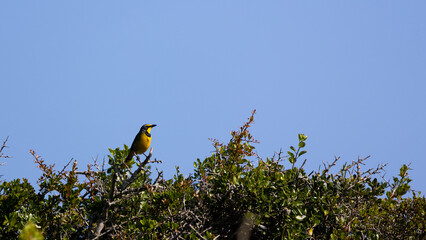 Bokmakierie perched on top of a tree.