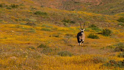Gemsbok on a carpet of yellow flowers in Namaqua National Park