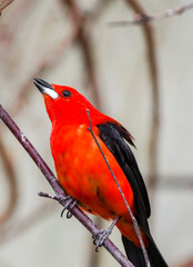 Portrait of a  Brazilian tanager. Bird with red and black plumage close-up. Ramphocelus bresilia.