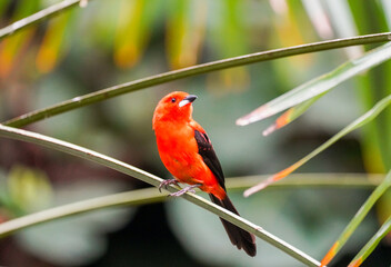Portrait of a  Brazilian tanager. Bird with red and black plumage close-up. Ramphocelus bresilia.