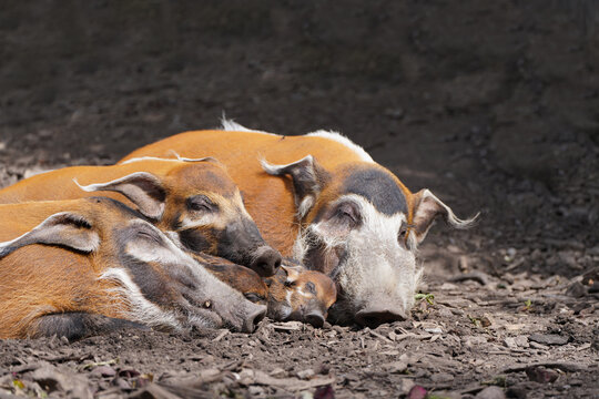 Family of brush-eared pigs is resting. River hog, Potamochoerus porcus, Bush pig. Red river hog.