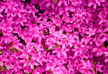 Pink rhododendron flowers. Floral background. Flowering plant close-up.