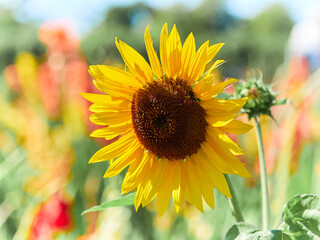 Obraz premium Yellow sunflower close up. Autumn, maturation.