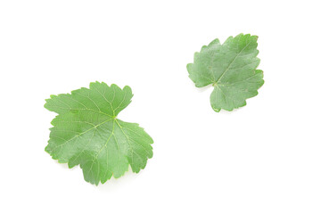 Green grape leaves on white background