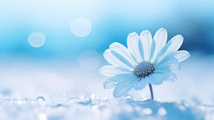 Foto op Canvas Ice blue daisy flowers with dewdrops, cold winter's morning chill, macro close up of petals .   © SoulMyst