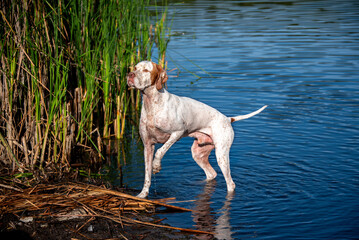 A magnificent white dog with red spots of the English poitrer breed stands in the blue water of a lake near a thicket of reeds. Hunting pointer dog. Walking with a dog on a lake on a hot summer day.