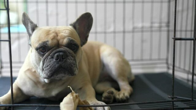 Dog lying in dog cage with rawhide bone.