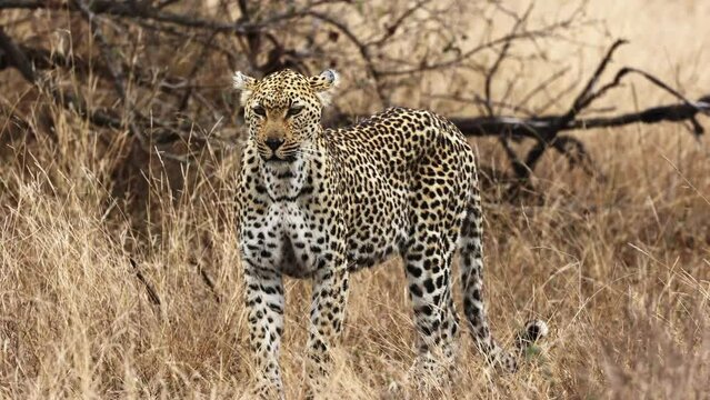 a Leopardess in Kruger National Park
