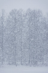 snowfall in forest or park, nature and weather conditions. winter snowy landscape, New Year mood, Christmas and winter holidays. Background of the prioda, snowflakes. Soft selective focus