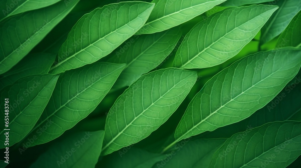 Poster green leaf background close up view. nature foliage abstract of leave texture for showing concept of