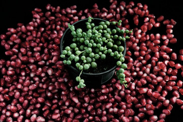 Green flower on a background of pomegranate seeds