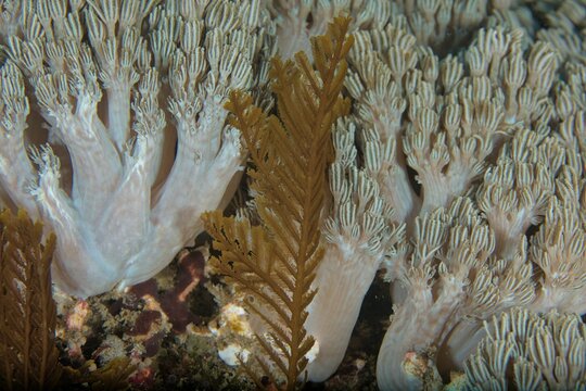 The closeup view of a stinging hydroid (Aglaophenia cupressina in Latin) with the flower soft coral on the background