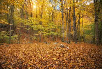 Autumn forest and sunlight.