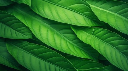 Green leaf background close up view. Nature foliage abstract of leave texture for showing concept of green business and ecology for organic greenery and natural product background. : Generative AI