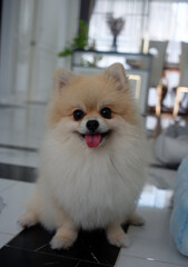 Pomeranian dog is sitting comfortably.