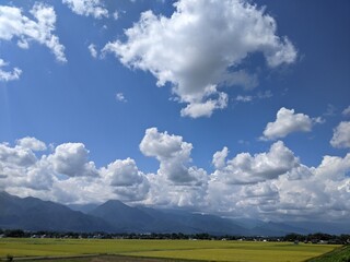 稲刈り前の黄金色に見える田んぼ