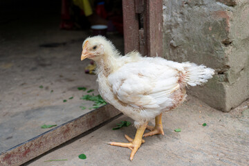one young fledgling of boiler chicken breeds with white feathers