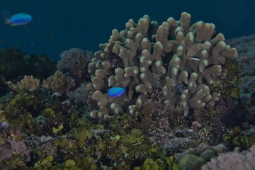 A blue neon colour fish with a coral in the background