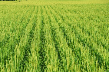 田んぼで稲穂が育ち始めるクローズアップ風景