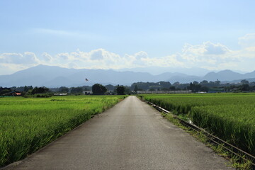 道路と田んぼと山と雲と青空のある夏の風景
