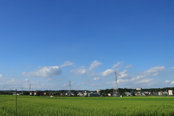 Fototapeta na wymiar 青空と鉄塔と稲が育つ田んぼとJR相武台下駅の風景