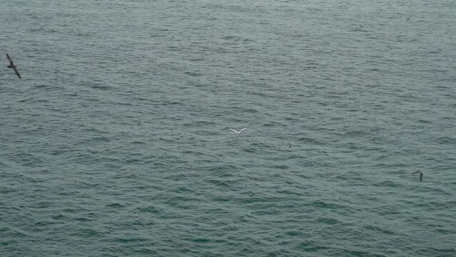 red billed tropicbird, Phaethon aethereus, flying along the cliffs of the rugged coastline at Espanola island in the archipelago of Galapagos islands, Ecuador.