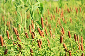 郊外の田んぼ横で繁殖するガマのある風景