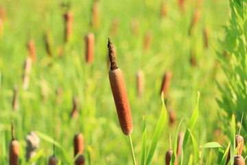 郊外の田んぼ横で繁殖するガマのある風景