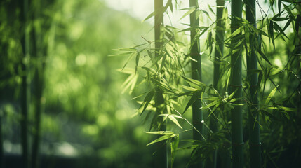 Fototapeta na wymiar Bamboo forest background Shallow