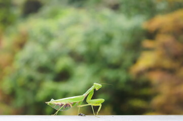 祈りの姿勢で静かに待つカマキリ