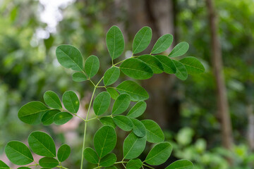 the moringa tree leaves the background
