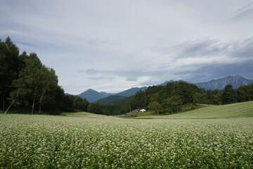 一面のソバ畑