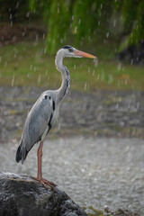 Grey heron in rain