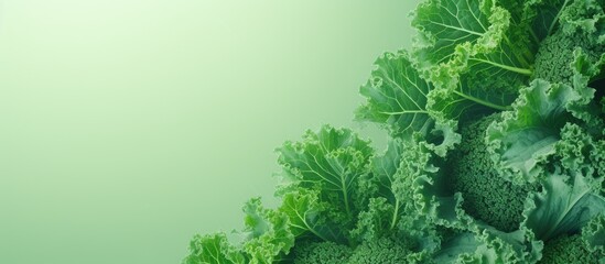 Close up of kale cabbage leaves isolated pastel background Copy space - obrazy, fototapety, plakaty