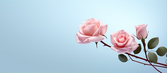 rose on isolated pastel background Copy space background