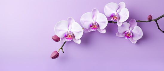 Fototapeta na wymiar Isolated purple orchid on a isolated pastel background Copy space