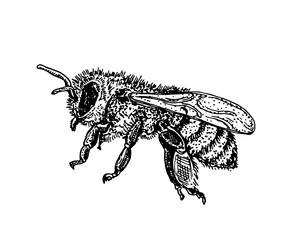 Hand drawn illustration of Honey bee isolated on white background. Vector vintage element for graphic design. Engraving style illustration. For logo, badge, label, packaging design.