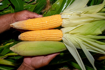 Fresh yellow sweet corn on the hand